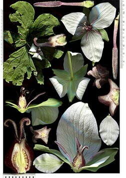 Vorschaubild Trillium rugelii  Rendle